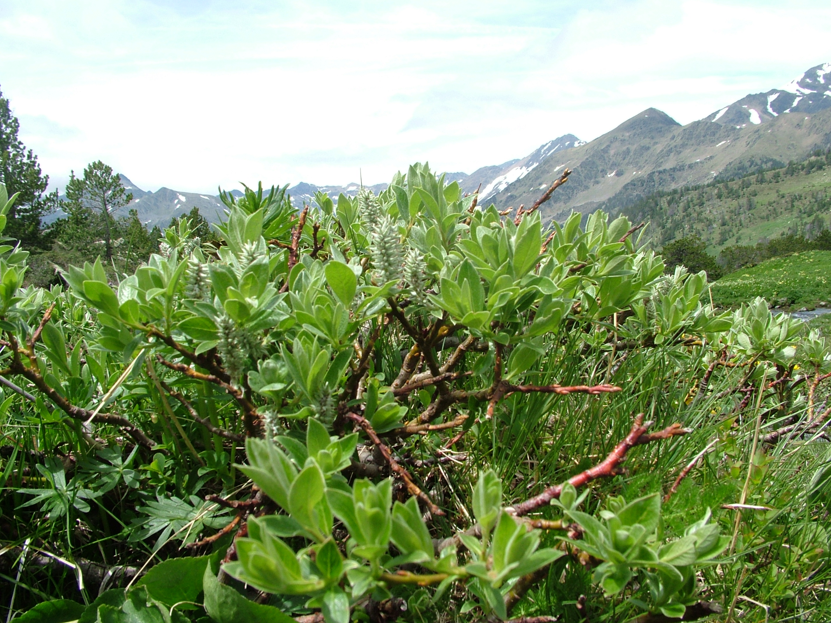 Salix lapponum ceretana